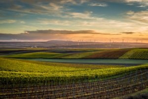 Golden October in Rheinhessen, wine growing in the hills near Vendersheim, Golden October in Rheinhessen, wine growing in the hills near Vendersheim,